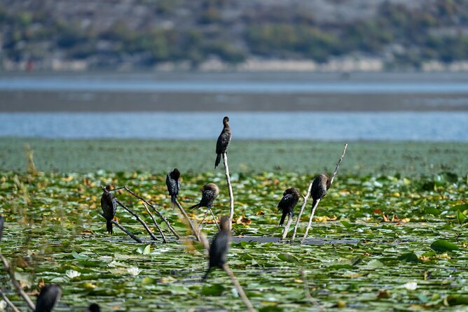 1-hour Kayak Adventure through Skadar Lake from Virpazar - Lake Skadar at your own pace