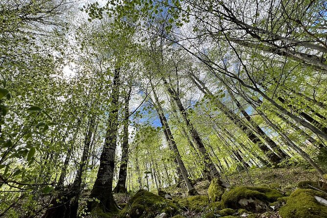 Biogradska Gora National Park Tour with Optional Add-Ons - A private tour with room to shape the day