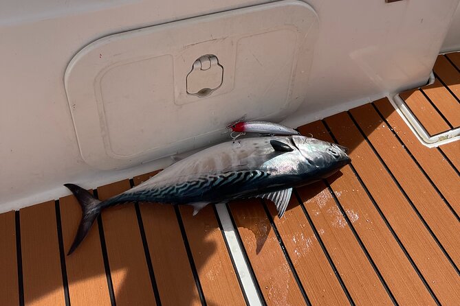 Boat Rental in Marina Bar Montenegro - Key points to know before booking