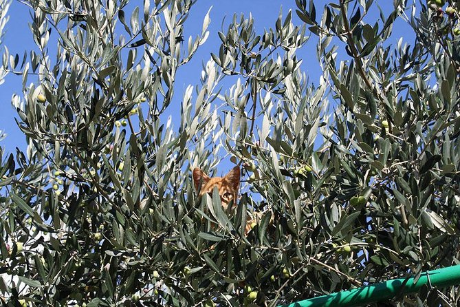 Montenegro private tour - customized for cruise passengers - What to expect at the olive oil tasting
