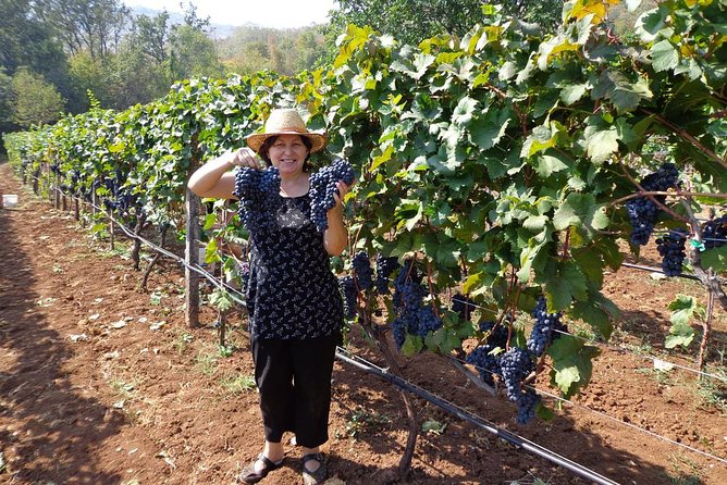 National parks and wine tasting (NP Lovcen, NP Skadar lake, Cetinje, Njegusi) - Is $274.94 per person good value?