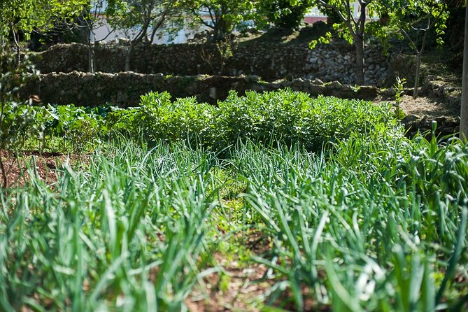 Olive oil farm to fork experience & short walking tour of Kotor - Learning to Taste Olive Oil