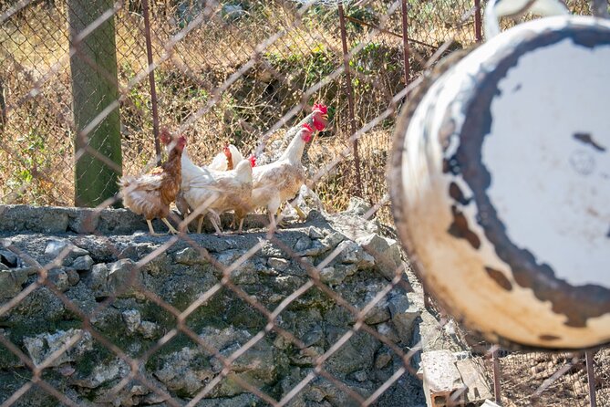 Olive oil farm to fork experience & short walking tour of Kotor - Who Will Enjoy This Farm-to-Fork Day?