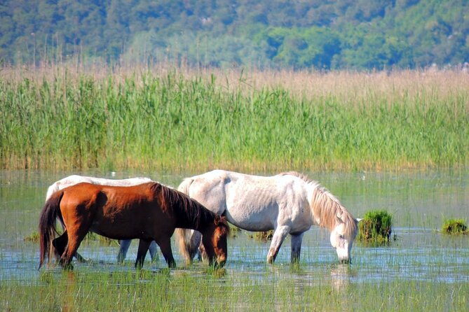 Podgorica Historic, Safari and Winery tour - Skadar lake and River Crnojevica - Macalov Brijeg and a taste of local hospitality