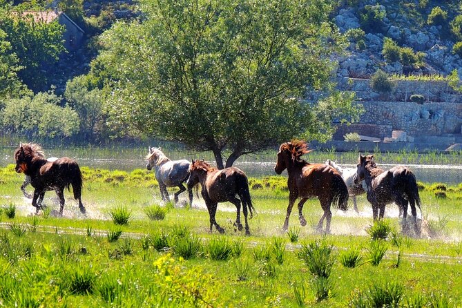 Podgorica Historic, Safari and Winery tour - Skadar lake and River Crnojevica - Pavlova Strana in ten quick minutes