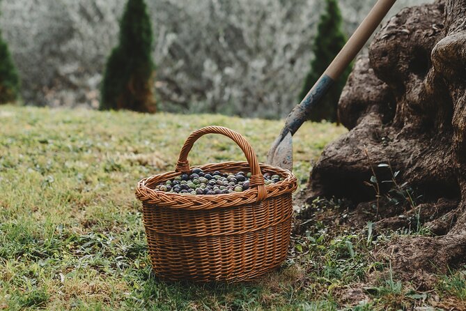 Private Olive Oil and Wine Tasting in Kurilo, Montenegro - Five things to know before you book
