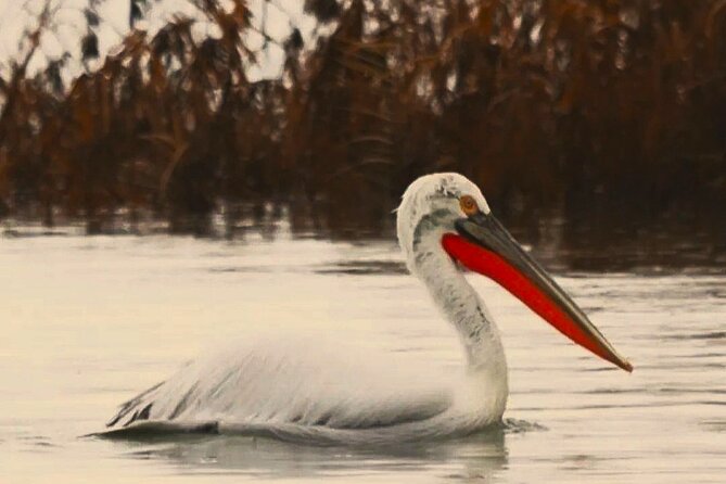 Skadar Lake National Park: Birdwatching & Photography Tour - Starting in Virpazar, Lake Skadar’s boat gateway