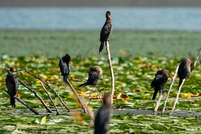 Skadar Lake National Park: Birdwatching & Photography Tour - Kamenik and the three wild islands