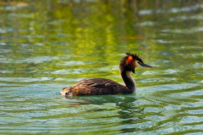 Skadar Lake National Park: Birdwatching & Photography Tour - What the small group adds