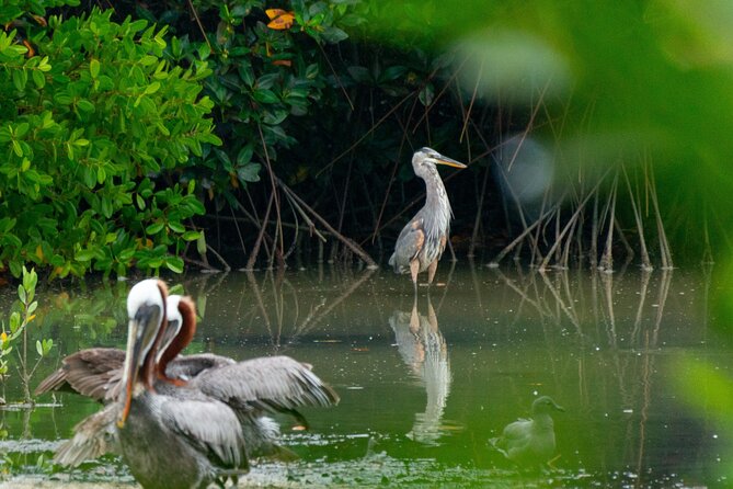 Skadar Lake National Park: Birdwatching & Photography Tour - Is $44.26 good value for two hours?