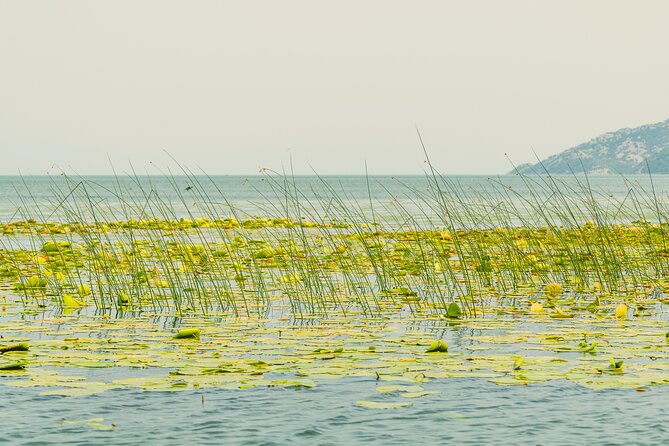 Skadar Lake Short Guided Tour: Discover the Montenegrin Alcatraz - Why this short Lake Skadar trip works