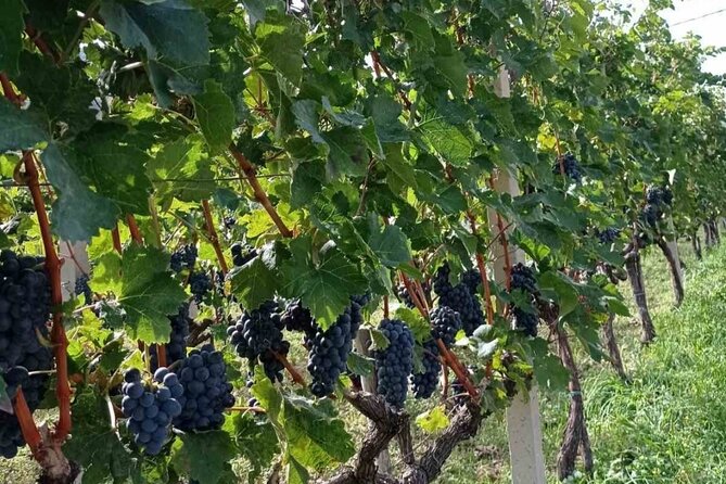 TASTE OF MONTENEGRO - Gastro Private Tour of wine and food - From Budva to the Bay of Kotor