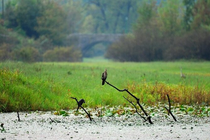 Virpazar Skadar Lake National Park Guided Boat Tour - Group size, timing, and reliability